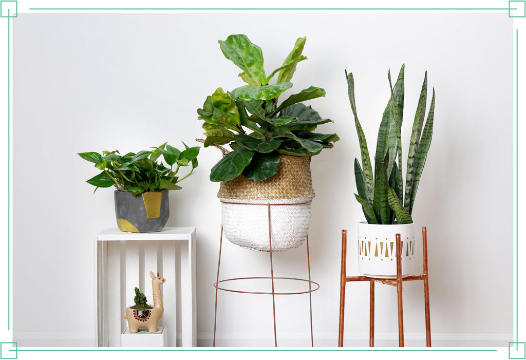 3 Simple DIY Plant Stands